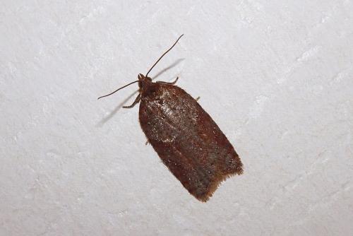 Acleris sp.